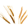 Homeopathy skin, infertility, hair Treatment pimpri